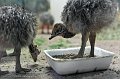 _DSC0966