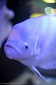 _DSC0972