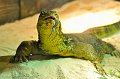 _DSC0996